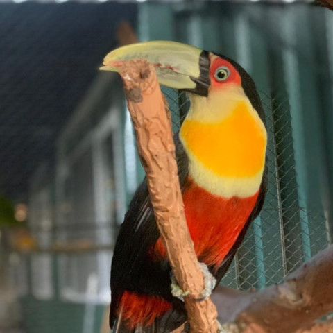 Atualmente, 105 animais estão sob cuidados no CAFS